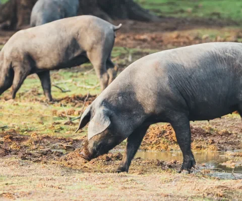 Ibérico