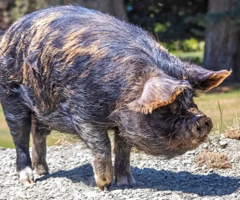 Kune Kune