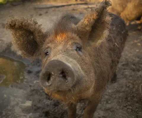 Mangalica