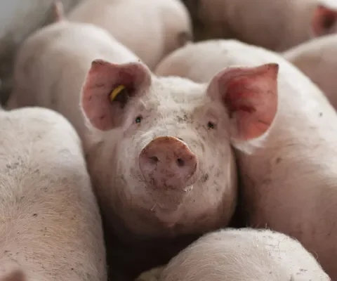 Strengere straffen voor illegaal transport zieke varkens