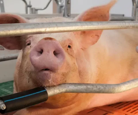 Europa bevrijdt moedervarkens toch nog niet uit de kooien