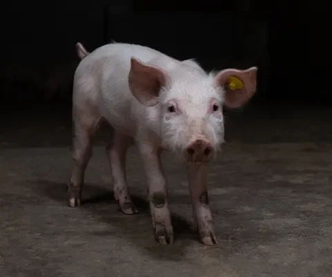 Help de varkens op tv!