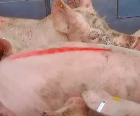 Transportbedrijf veroordeeld voor mishandeling varkens met taser