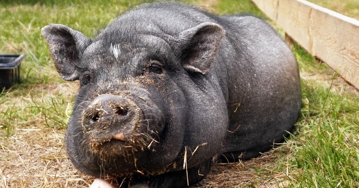 buitenaards wezen dodelijk oosters Minivarkens zijn niet geschikt als huisdier | Varkens in Nood