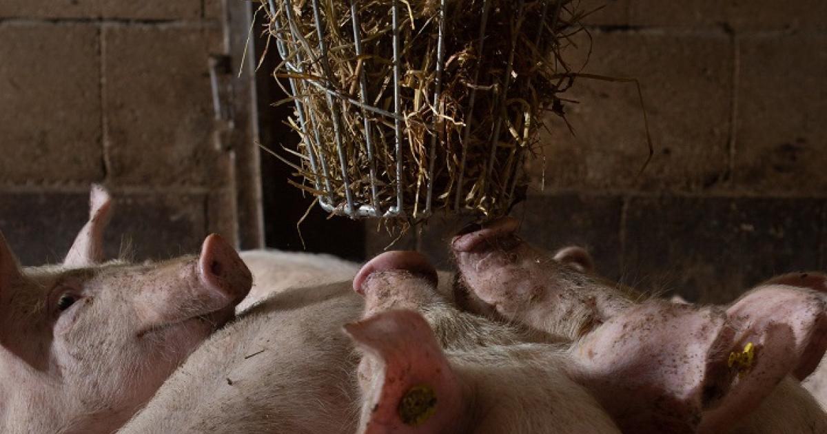 Stro geeft varkens beter leven | Varkens Nood